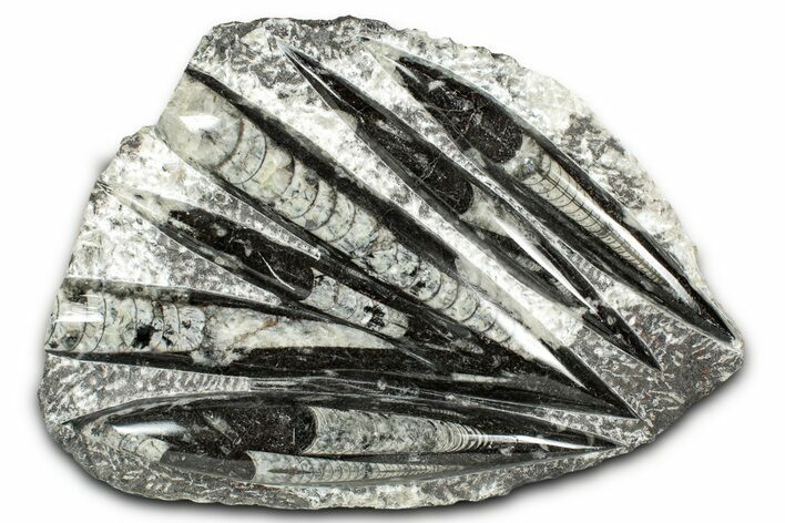 Polished Fossil Orthoceras (Cephalopod) Plate - Morocco #336145